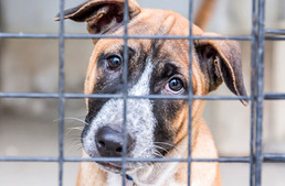 Közel 3 tonna termékkel támogatta az árva állatokat az áruházlánc