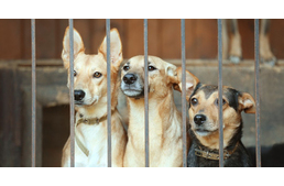 Több, mint 700 menhelyi kutyus csóvál boldogabban