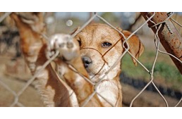 Törvénymódosítás Szlovákiában: előrelépés lehet az állatvédelemben