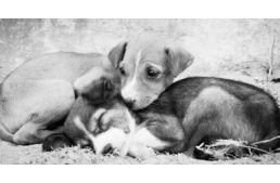 Több mint 300 kiló kutyatápnyi adomány - és még nincs vége!