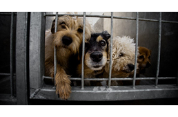 40 millió forint jut 2017-ben az állatvédelemre