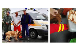 Mentőautóban utazhatott a hűséges kutyus