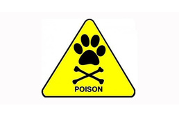 5 étel, amit felejtsünk el, ha a kutyánkról van szó