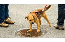 Mérgezik a kutyákat Budapesten
