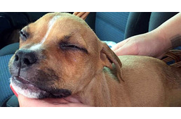 Újabb kegyetlen kutyagyilkosság