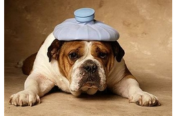 Baj van! - Mérget evett a kutya