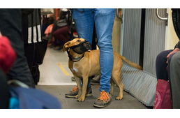 Kutyával  BKV-n - így közlekedj helyesen!