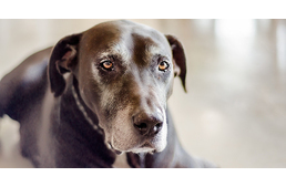 A kutyák agyi aktivitása akár a demenciát is jelezheti: újabb érdekes felfedezést tettek az ELTE kutatói