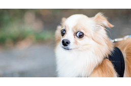 Félősebbek a városi kutyák, mint a vidékiek