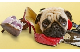 Mindent megeszik - és a tápot?