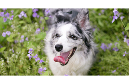 Hosszú hétvége: még maradnak a korlátozások, nem tervezhetünk nagy kutyás kirándulást!