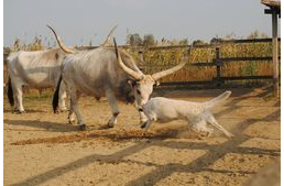 A világ minden tájáról érkeznek kuvaszok a hétvégén