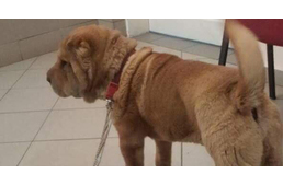 Nem született ítélet a jákfai kutyagyilkos tárgyalásán