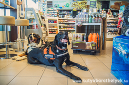 Meglepően sok kutya talált haza benzinkúti mikrochip-leolvasók segítségével