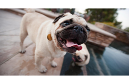 Szakértők lebeszélnék a leendő gazdikat a nyomott orrú fajták választásáról