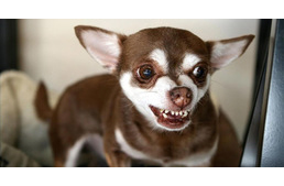 Nemcsak a kutya ugatásának, hanem a morgásának érzelmi töltetét is felismeri az ember