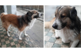 A kutya, aki négy éves koráig nem labdázott - Morzsi története