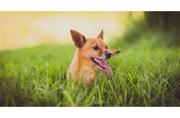 Nyári kutyabajok - így tehetsz ellenük!