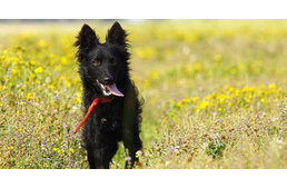 Fiatal mudik munkában