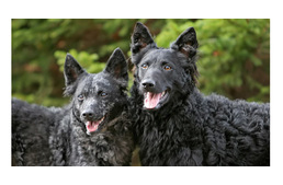 Mudik jöttek Nyíregyházára a világ minden pontjáról