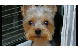 Az Ügyészség megszüntette az eljárást a siófoki kutyagyilkosság ügyében