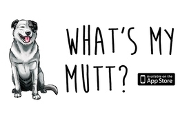 Itt a zseniális keverék kutya app! 