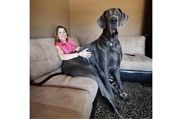 A nagyobb kutya kurtább életű