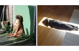 Képes vagy annyira élvezni a napsütést, mint kedvenced? 