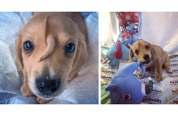 Szerető családra talált az "unikorniskutya"