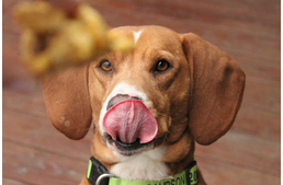 Emberi étkek, mik ebszájnak ingerei