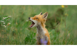 Fellélegezhetnek a kutyások: közeledik az ebzárlat vége