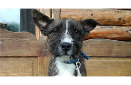 Négylábú Szeretetfutár 