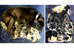 Babyboom német dog módra: 19 kölyök jött a világra