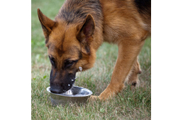Lehetnek a kutyák is cukorbetegek?