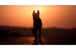 Lemondani a kutyáról, kitartani a kutya mellett… - II.rész