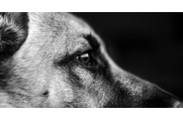 Újabb információk a halálra vert németjuhászok ügyében