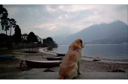 Kutyás dokumentumfilm-sorozat indul a Netflixen