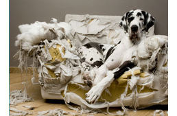 Kutyanevelés buktatói 1. 