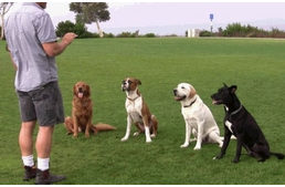 Kutyanevelés buktatói 2.