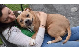 Visszakerült a menhelyre az örökbefogadott kutya, mert túl cuki