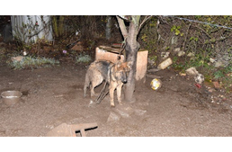 Rövid láncon tartott németjuhászt mentettek a rendőrök - az utolsó pillanatban érkezett a segítség