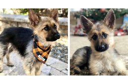 Ritka rendellenesség miatt örökre kölyök marad ez a kutya