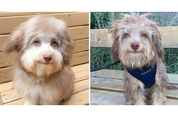 Tarol a neten az "emberarcú" kutya