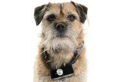 Betiltják az elektromos nyakörveket Angliában