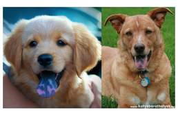 Miért pöttyös a kutyám nyelve?