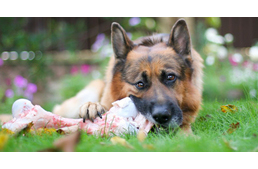 Így NE etesd a kutyád nyerssel!