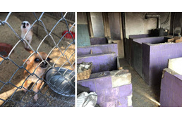 Újabb szaporítótelepet számoltak fel - ezúttal Nyírbogáton