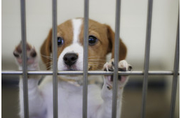 Országos állatvédelmi konferenciát tartanak a hétvégén Budapesten