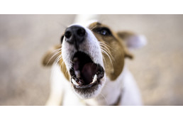 Hogyan szoktasd le az ugatásról?