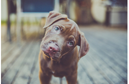 Felismeri a kutyám az arcomat?